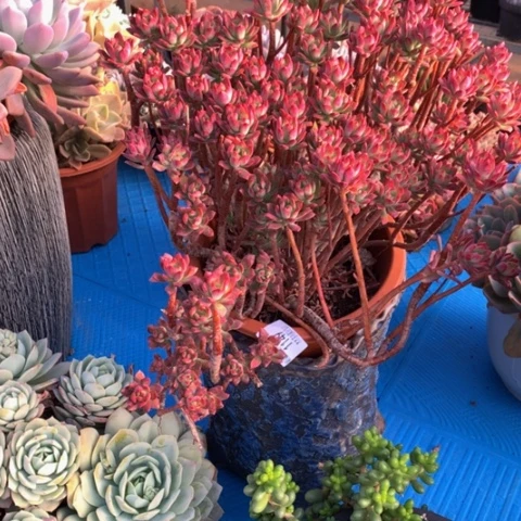 丝**21147红至连多肉