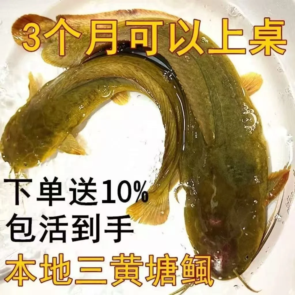 本地塘鲺塘活体淡水养殖观赏宠物饲养