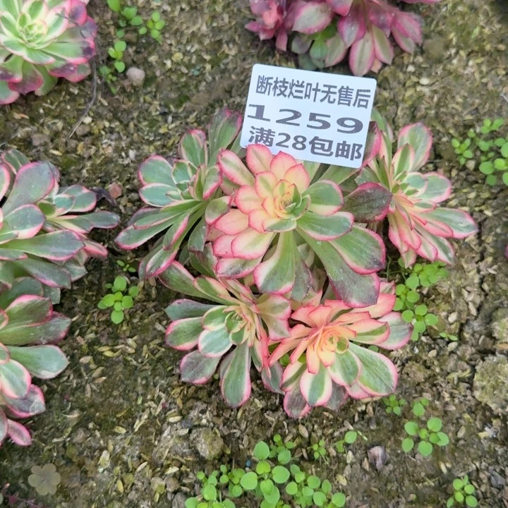 摇***摇1259三号棚黑魔锦