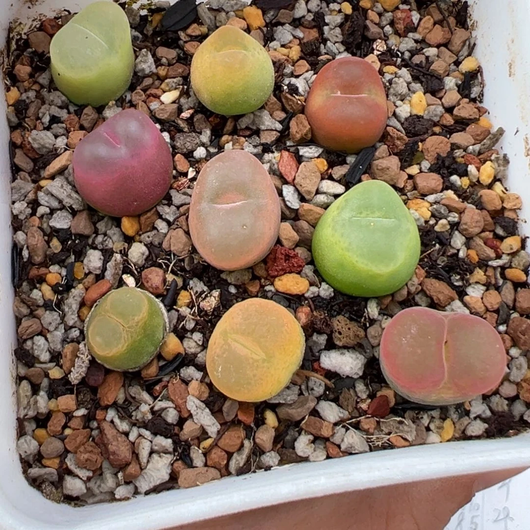 9.24好看的多肉脱土发货301