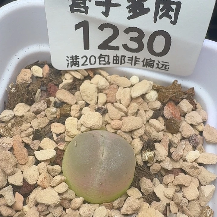拉登1.3带盆土1200有瑕疵。