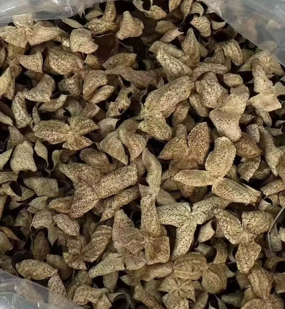 【2016年梅江原枝大红皮  薄荷凉 冰糖甜】新会梅江自家果园自产自