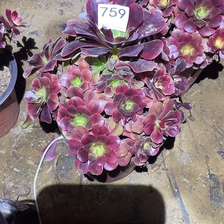 多肉植物断枝不包759美杜莎