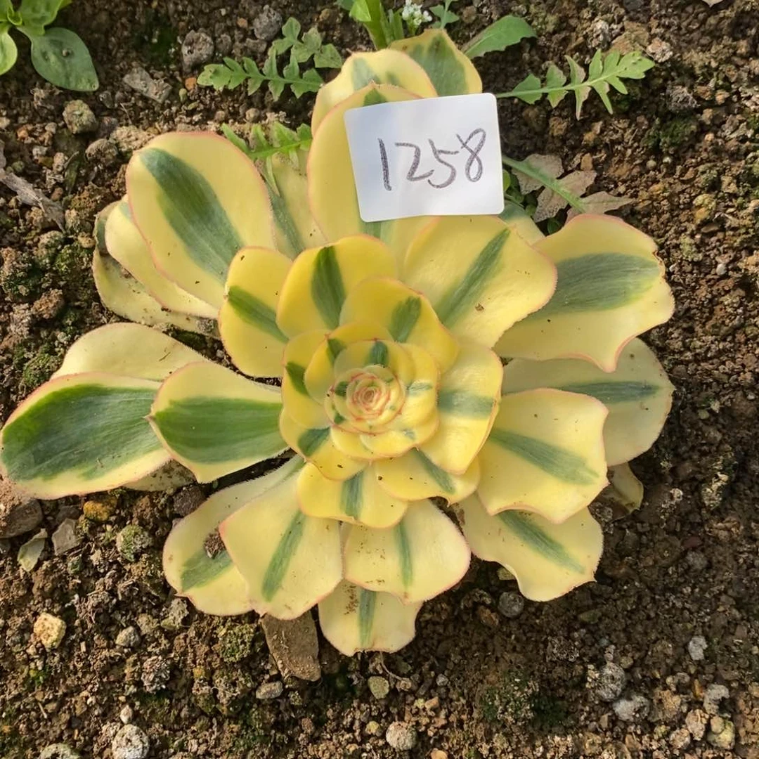 1258王妃多肉植物