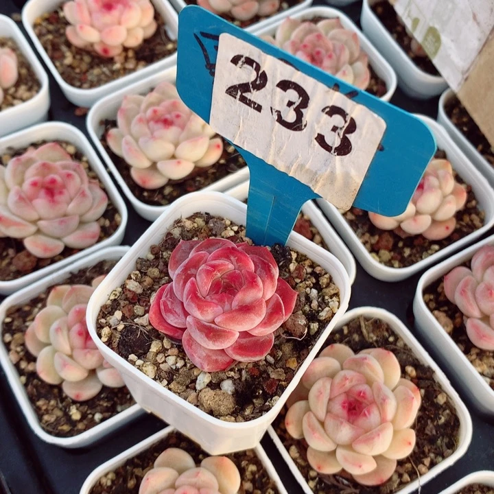 多***狗新品3.5cm多肉植物