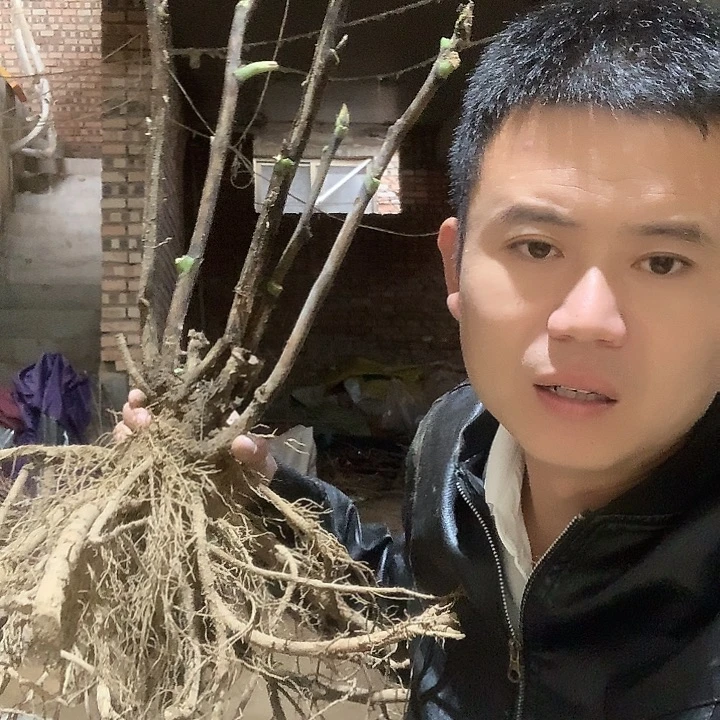 美***生当前无花栽培后可以开花