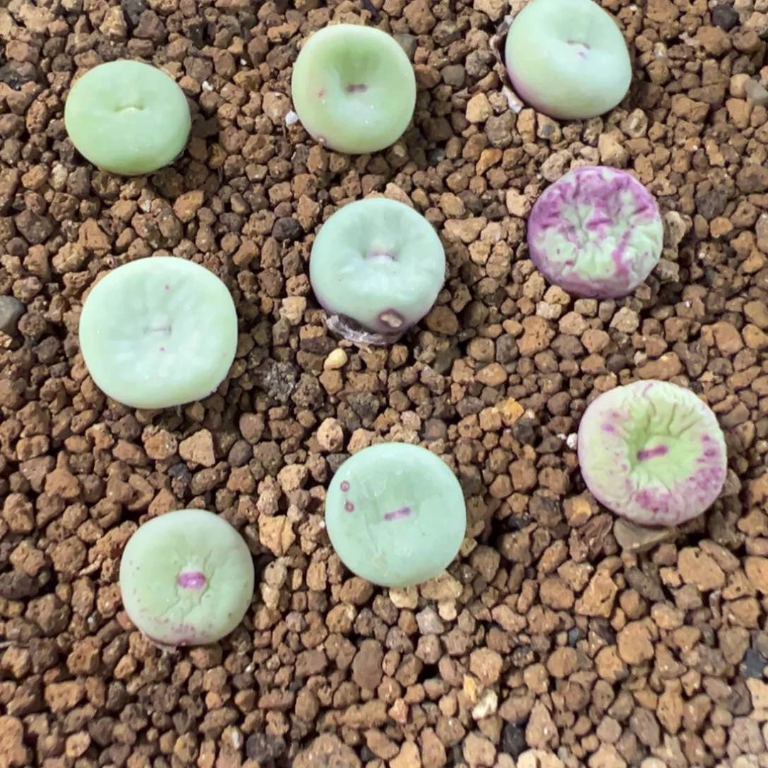 30-161量拍se杂2736小红嘴一颗