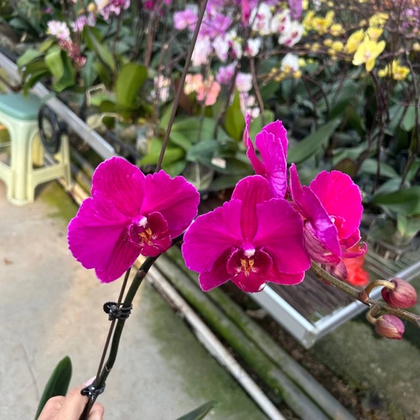 【大辣椒变异】3.5寸加高杯 室内高端花卉 断剑掉花不售后