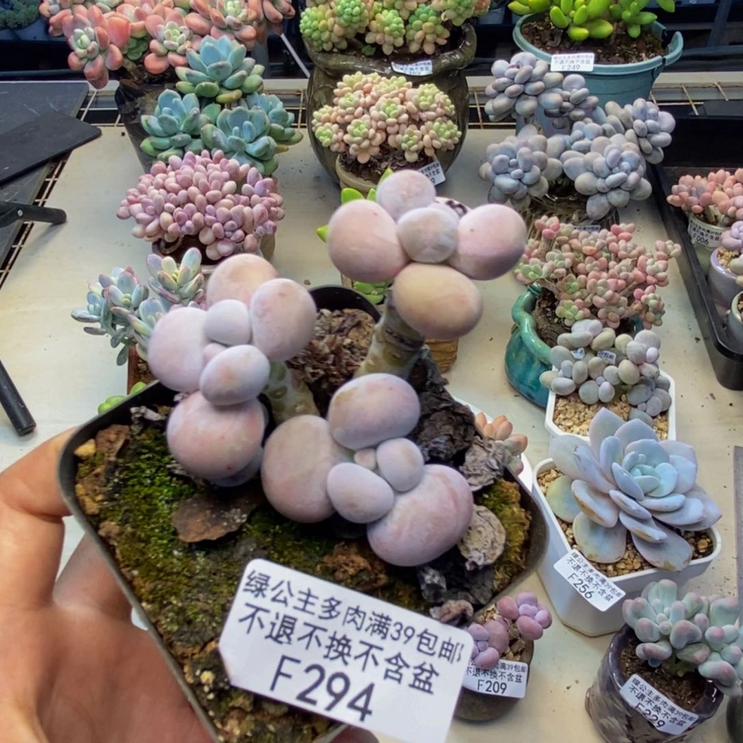 294芭比奶多肉6c m