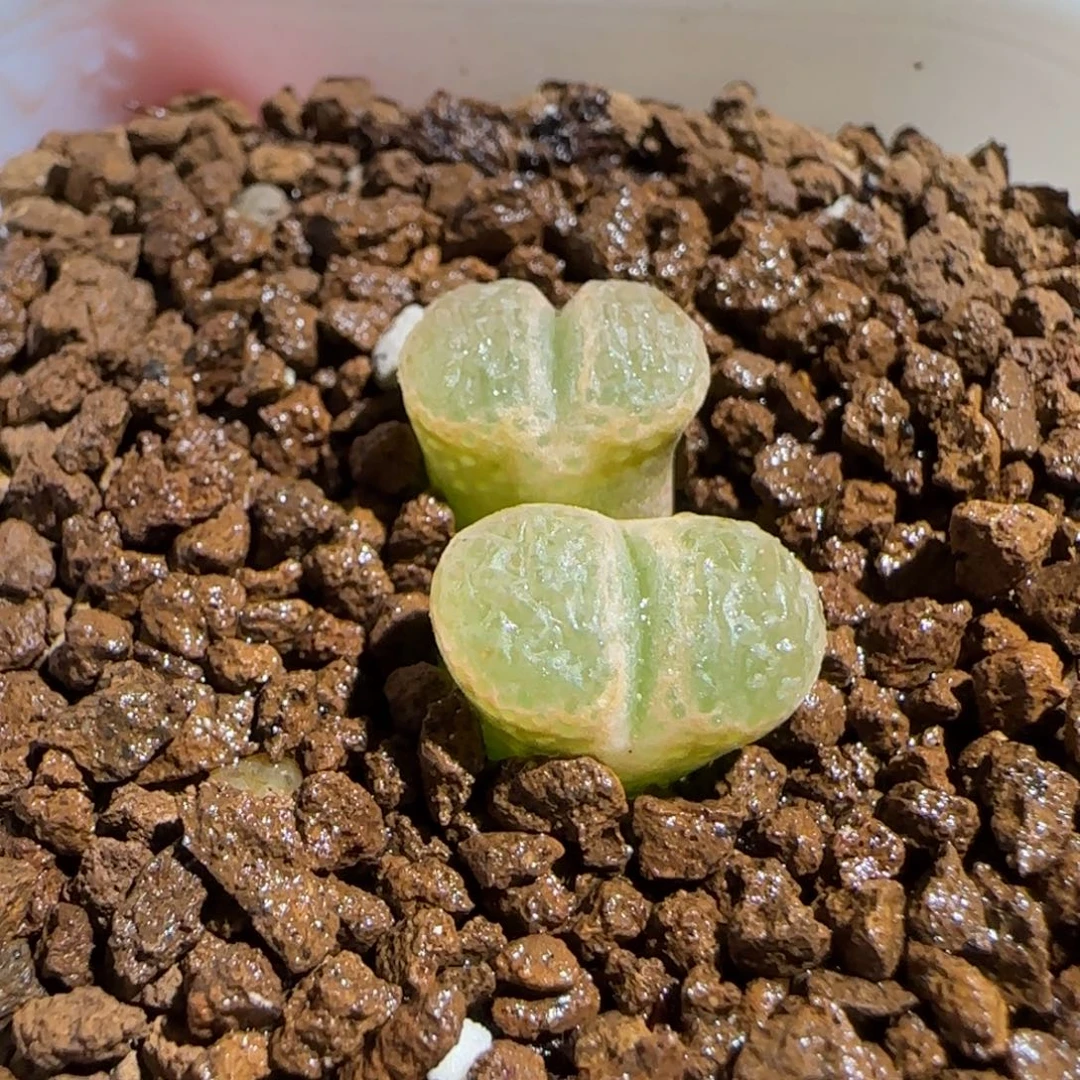 肉锥多肉植物组合-1453.75、352