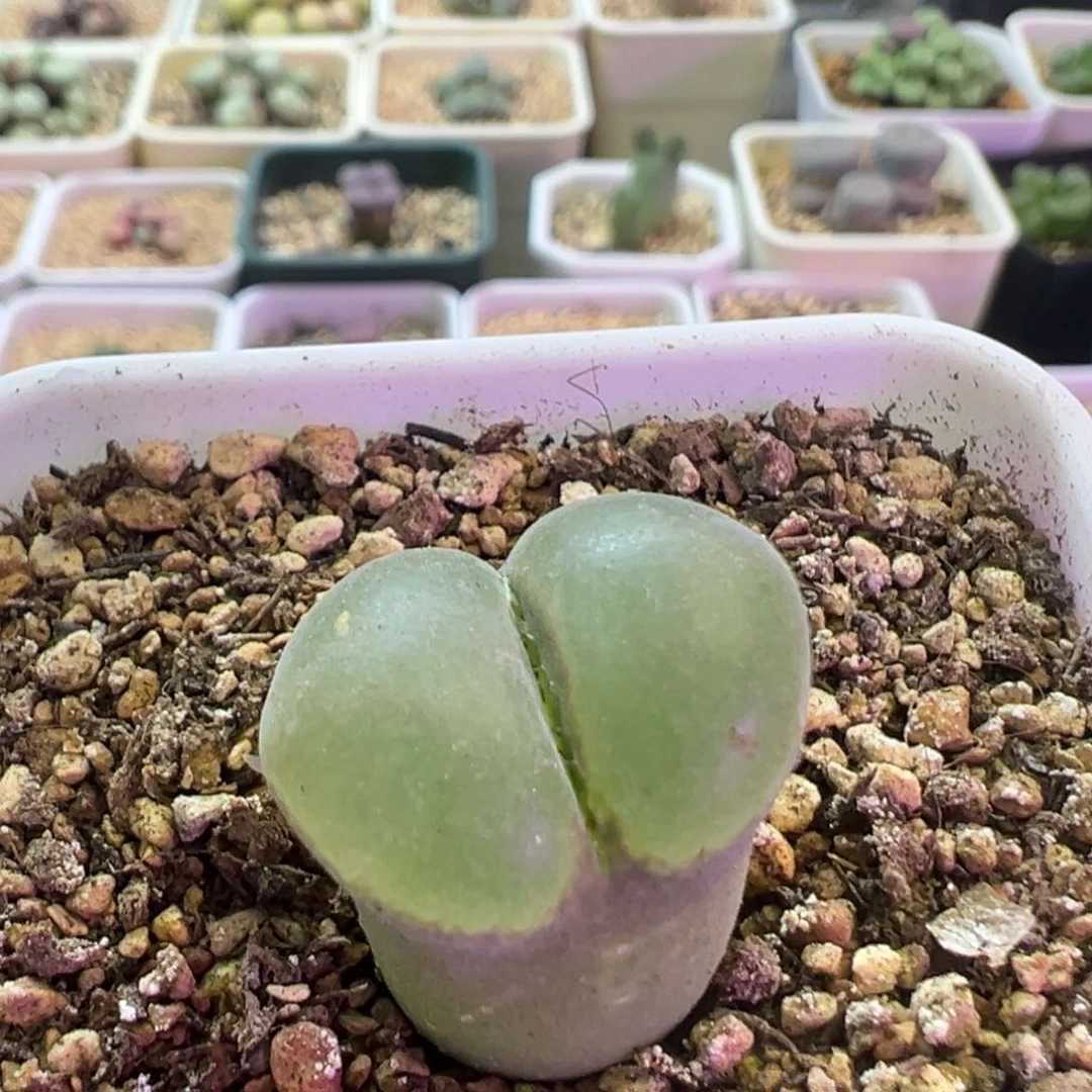 ****专拍专拍 肉锥植物