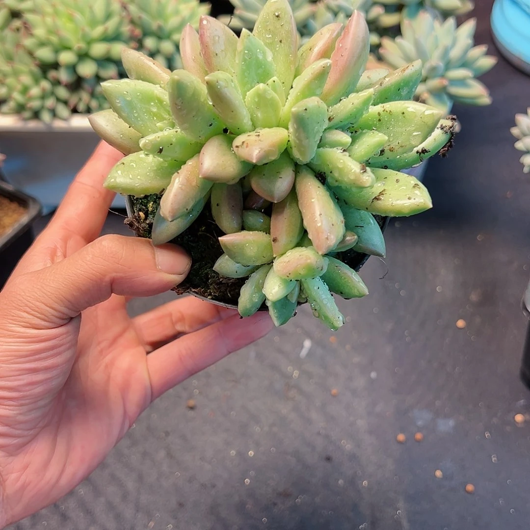 【闪购商品】无花朵迷雾泡泡
