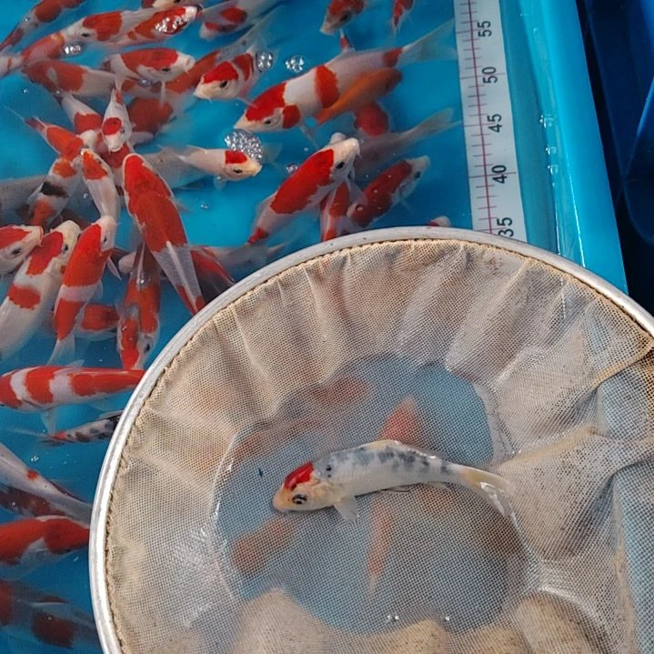 海水顺丰包邮开箱包活1