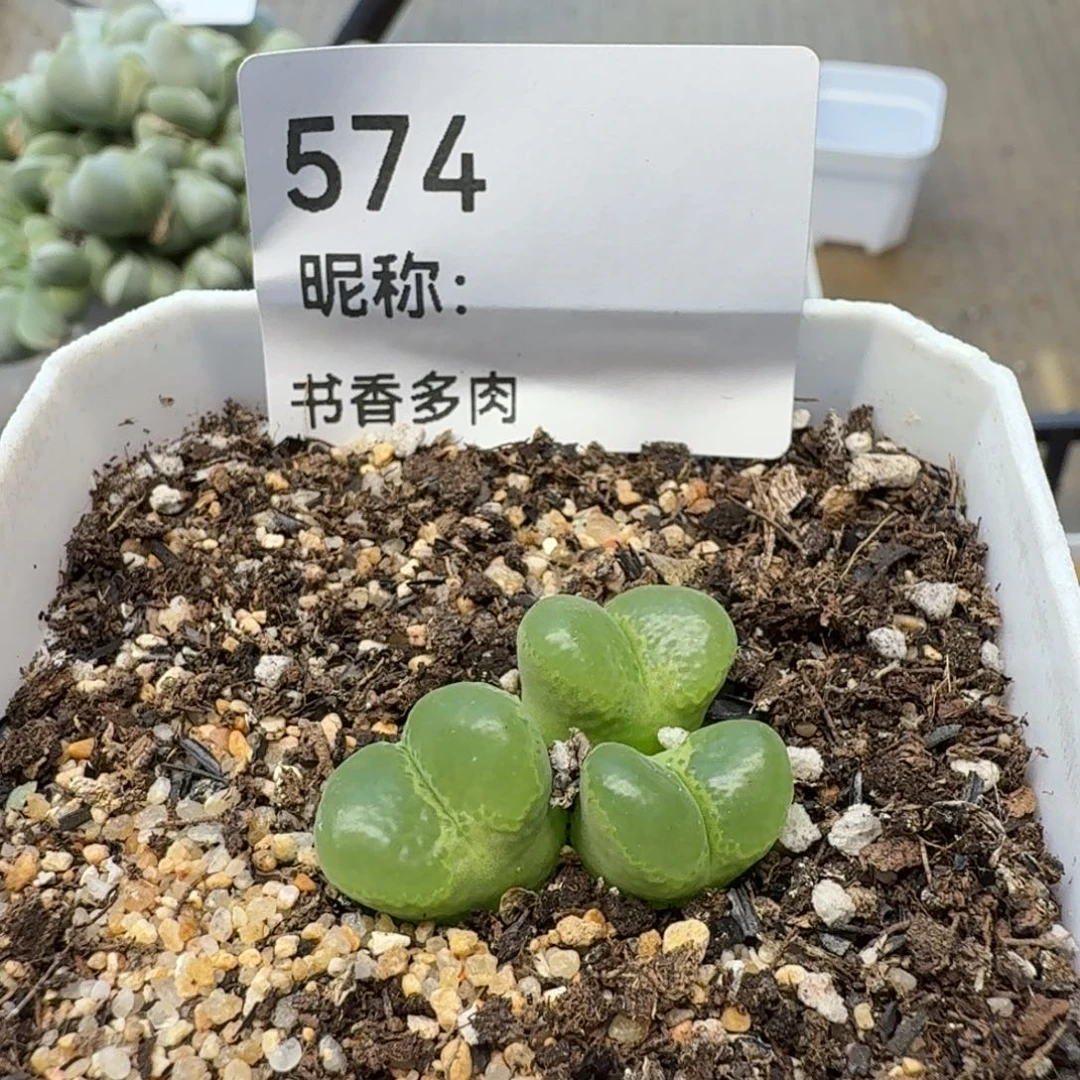 多肉植物多肉植物多肉植物