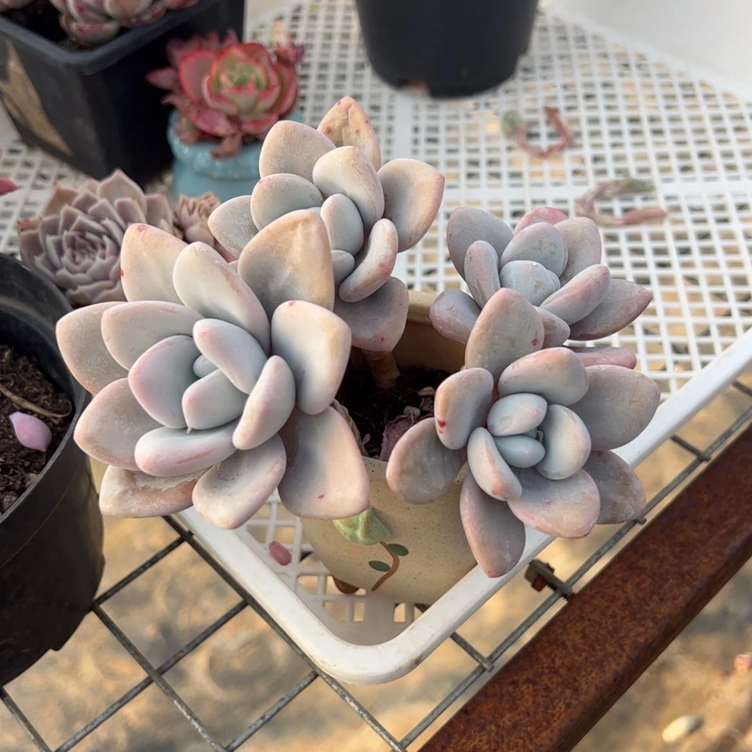 粉兔一物一拍1760