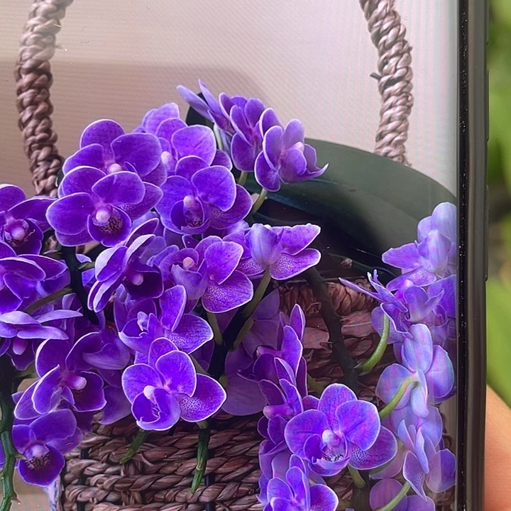 完全开放处理瑕疵苗 欧洲小蓝2.8寸（凑单）