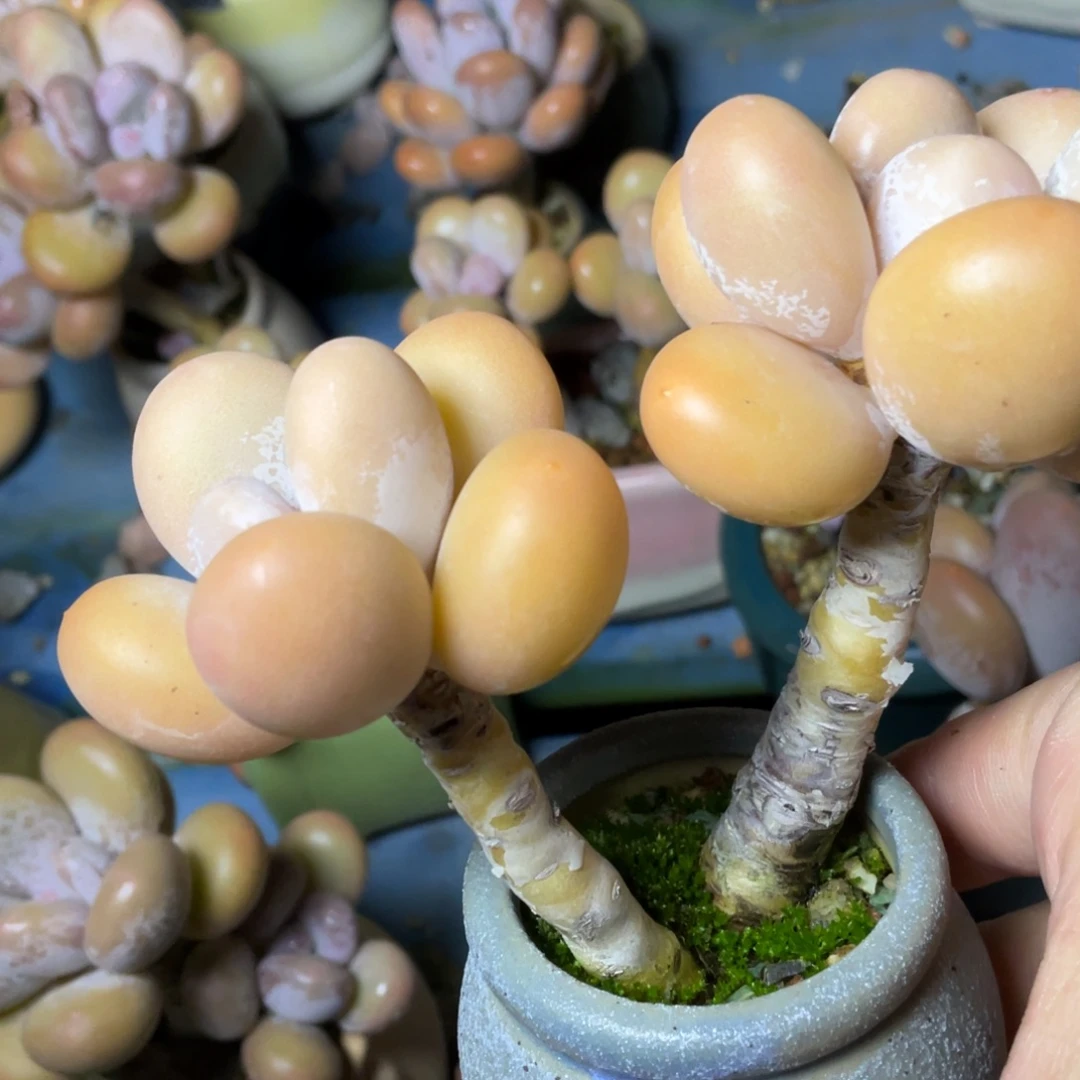 小***仙多肉植物的生长发育和生长发育等