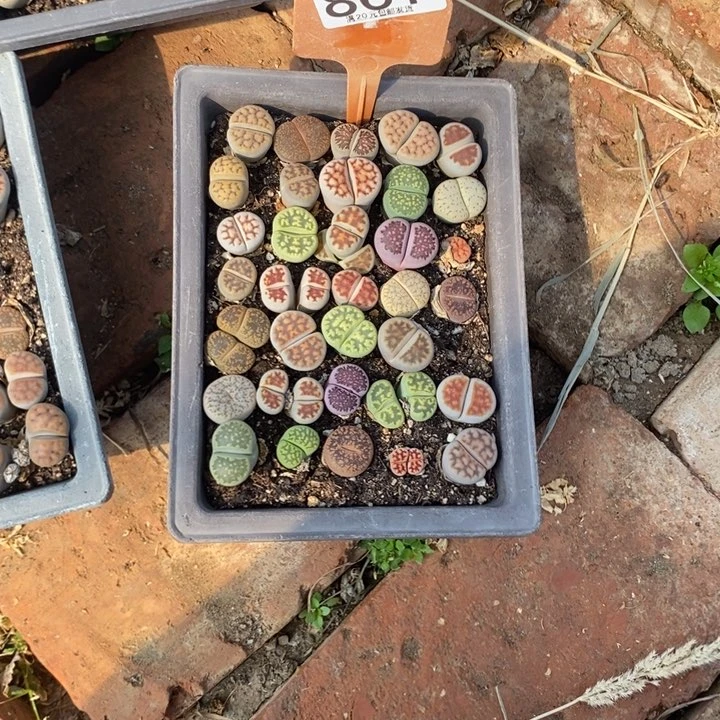 梧**空生石花等植物861