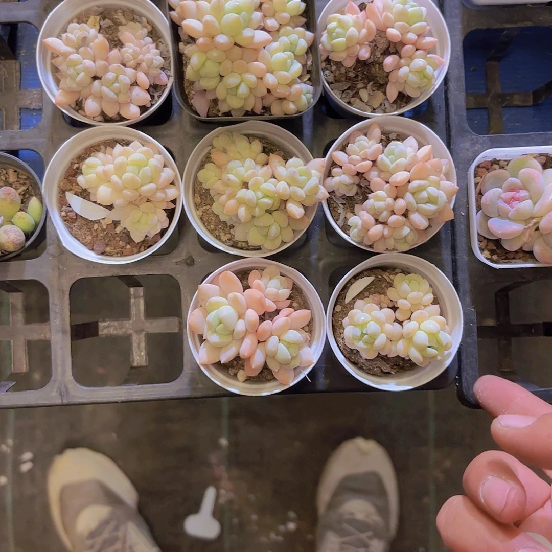 玉如意一颗量拍111