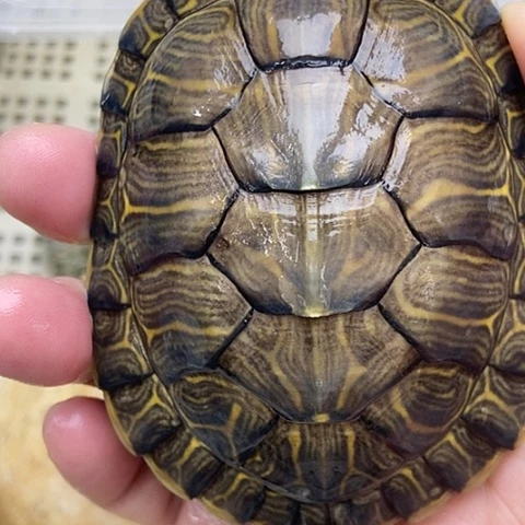 巴西彩龟不分公母