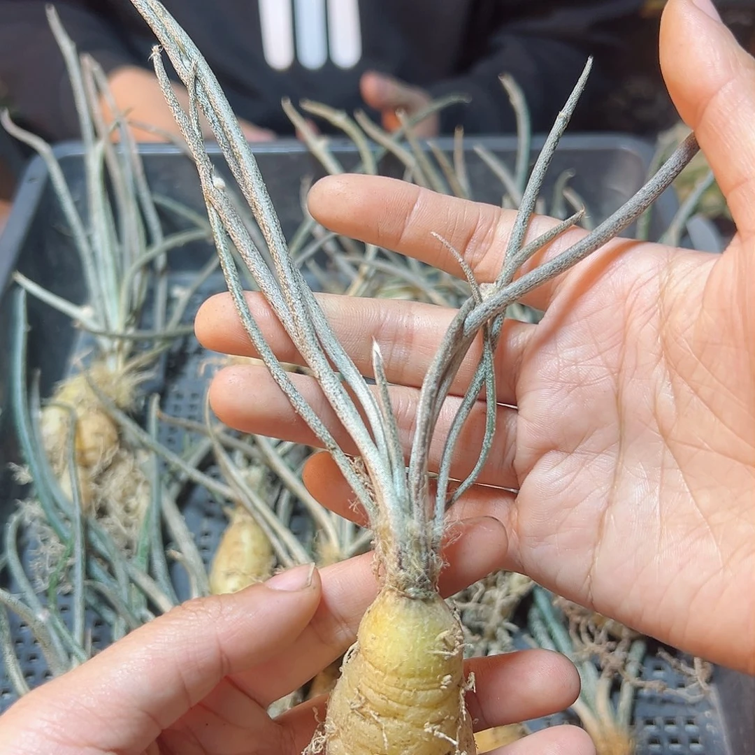 实生美杜莎肚子2公分