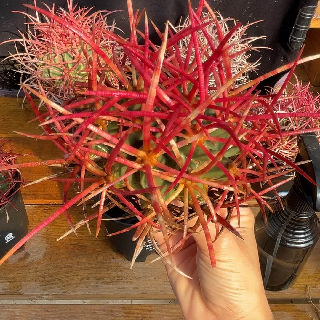 优选大龙冠，超长红刺