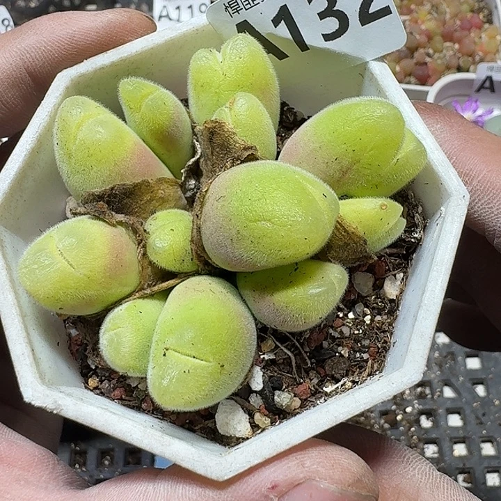 132 多肉植物多肉植物