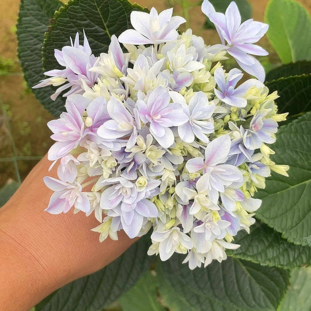 绣球切花一物一拍3枝起包邮，90