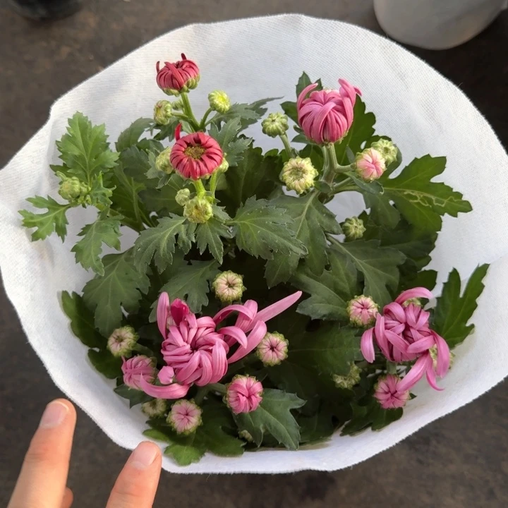 原盆原土｜龙爪菊红紫双色