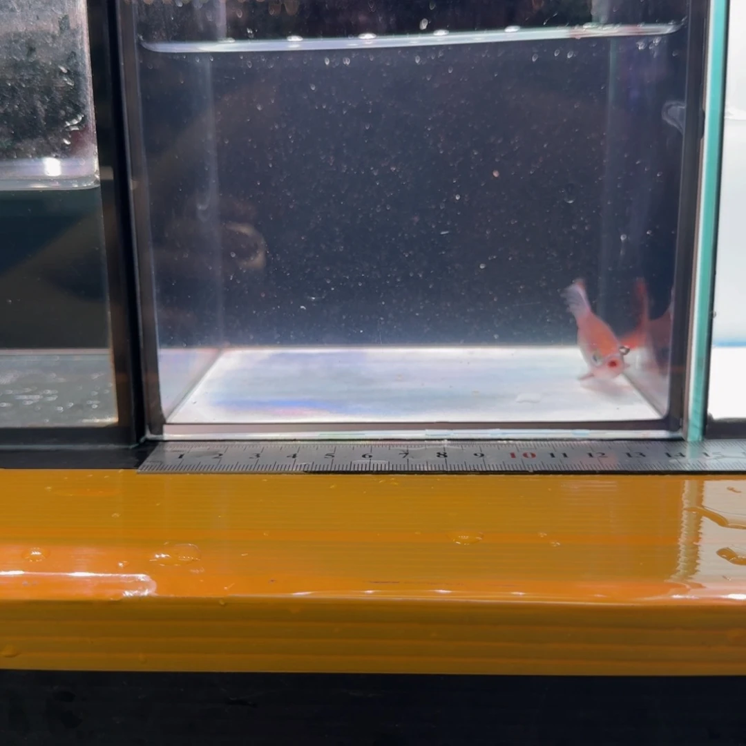 海水克里希那道金斯鲃