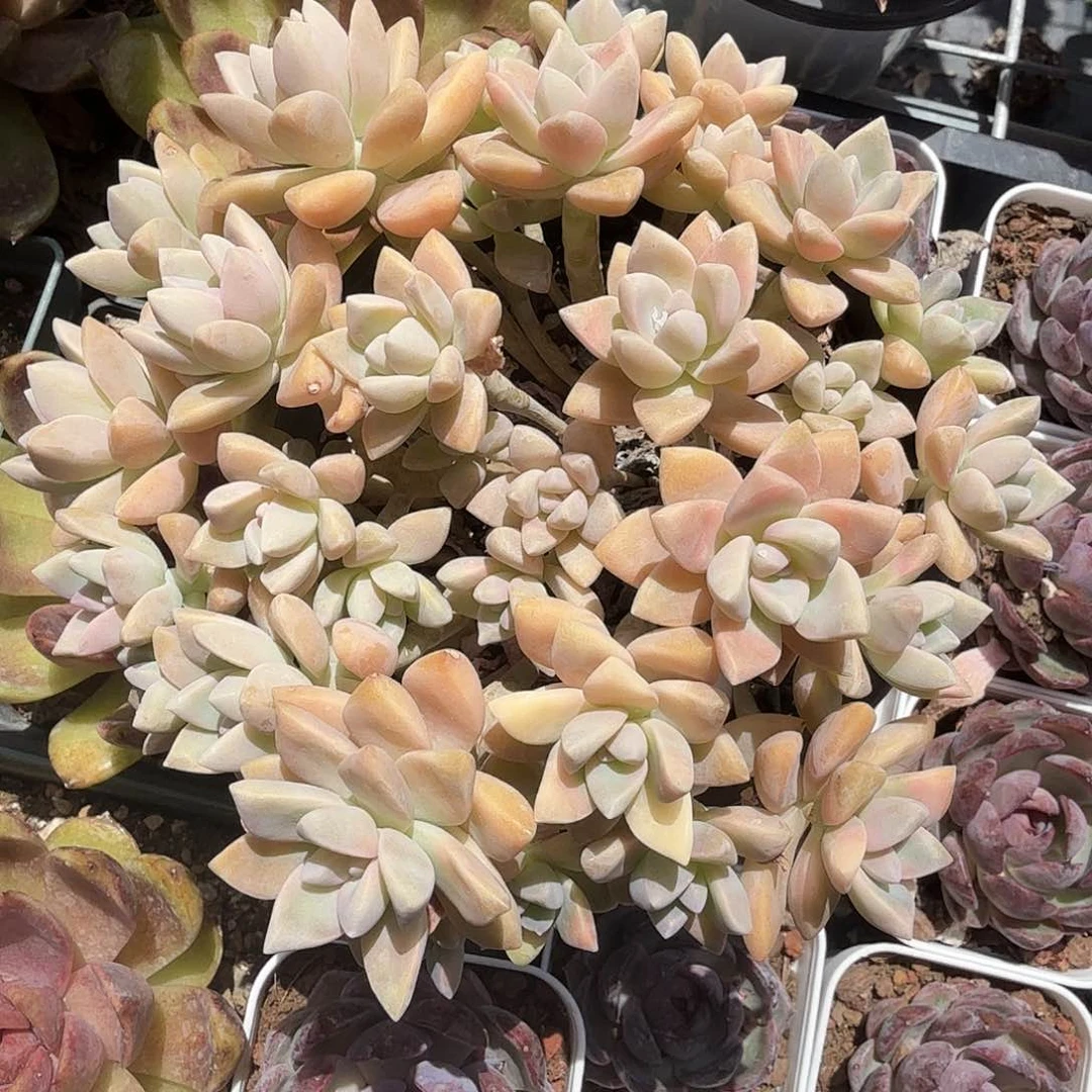 淡雪群生多肉植物