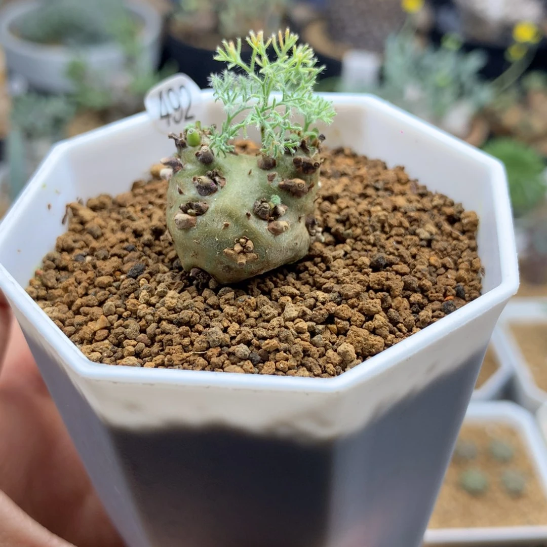 胎*492号带盆多肉