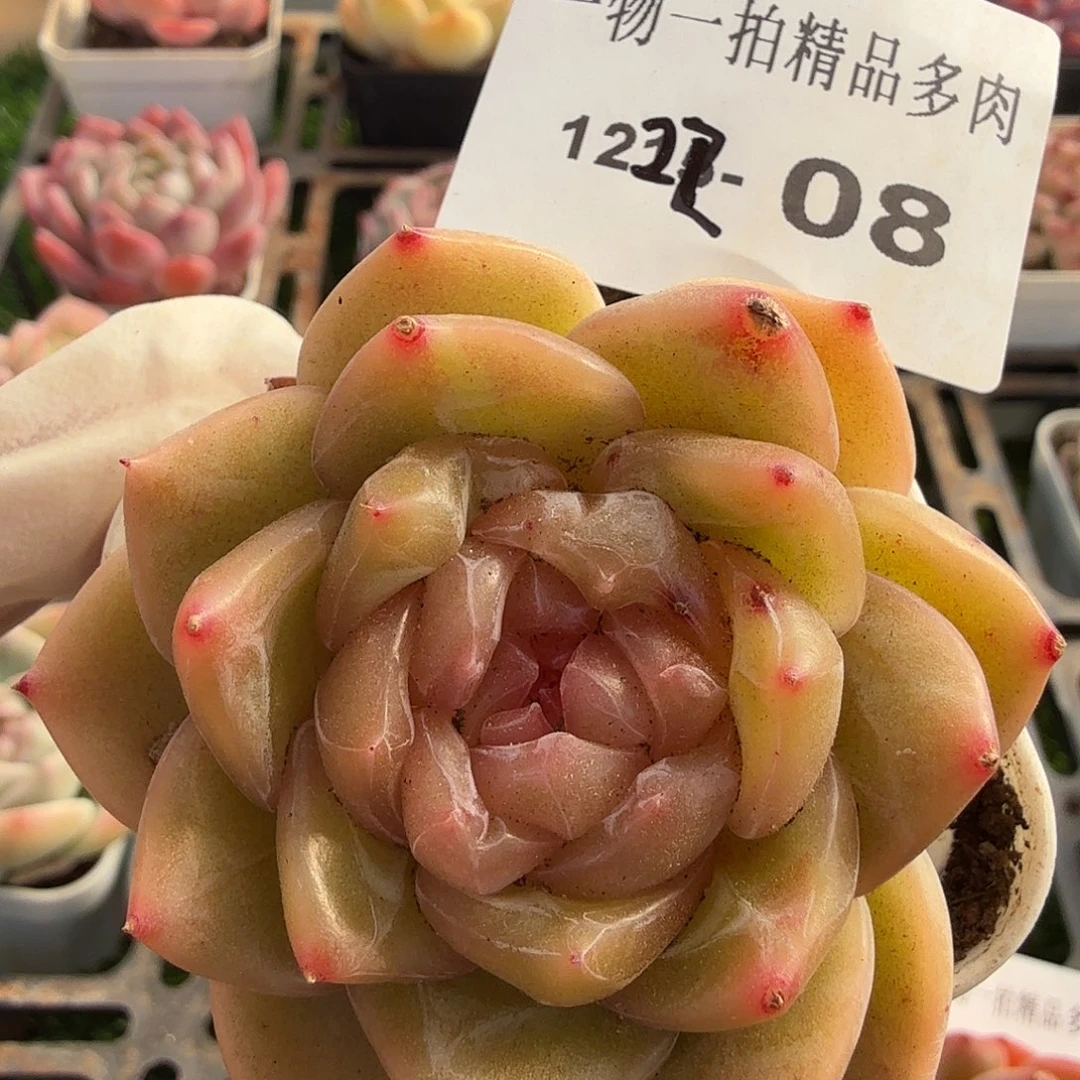 1222-08多肉一物一拍