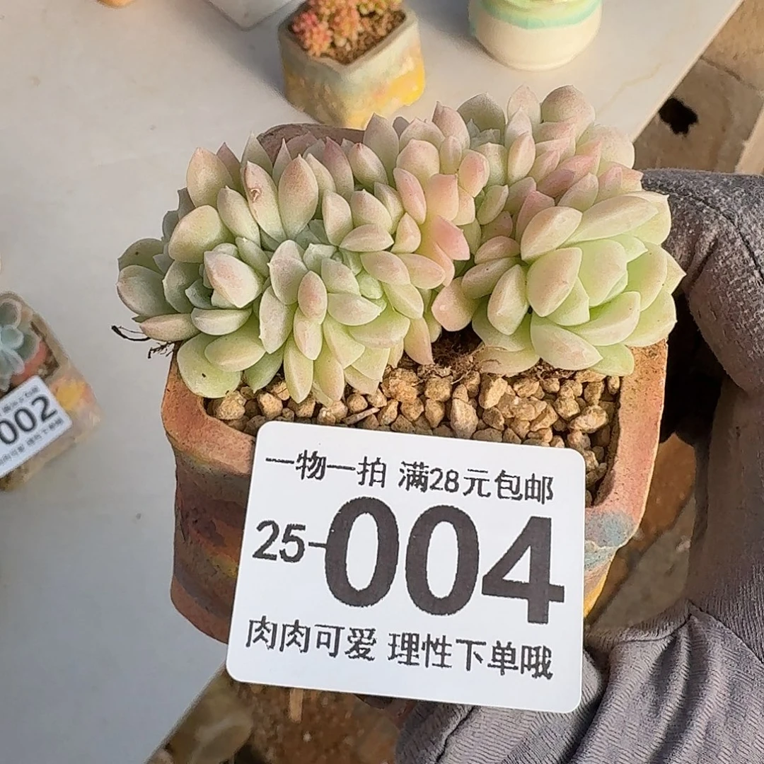 奶油美人缀无盆土发货无