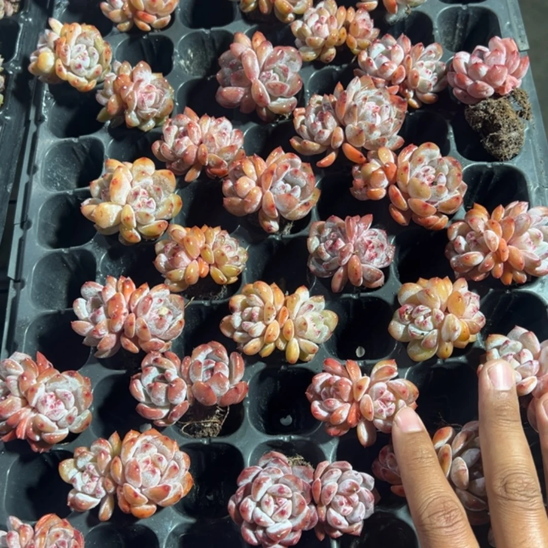 双头星影到手2颗量拍多肉满18包邮