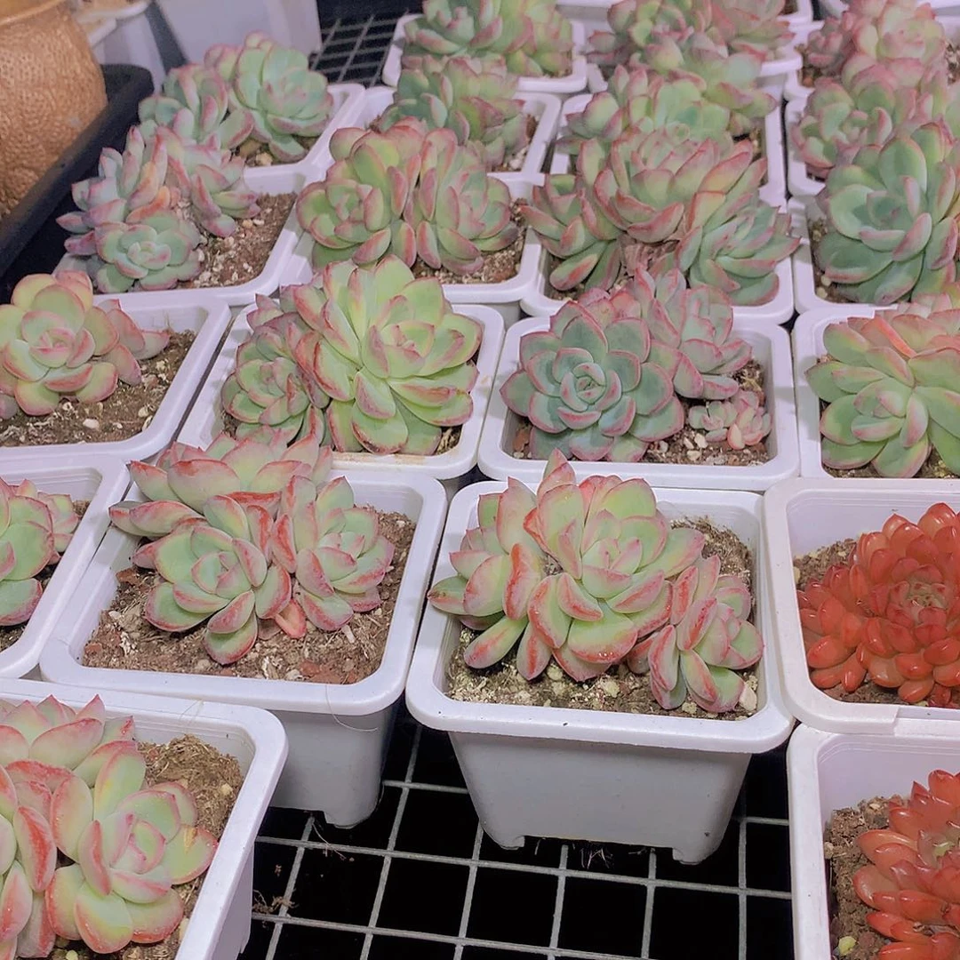 泡芙裙4567899900000