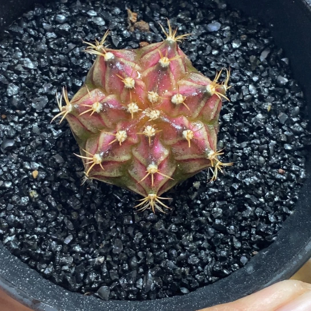 精品海神—脱土发货34