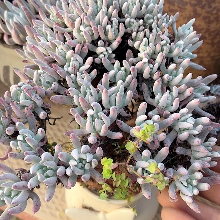 仙女杯多肉植物提取