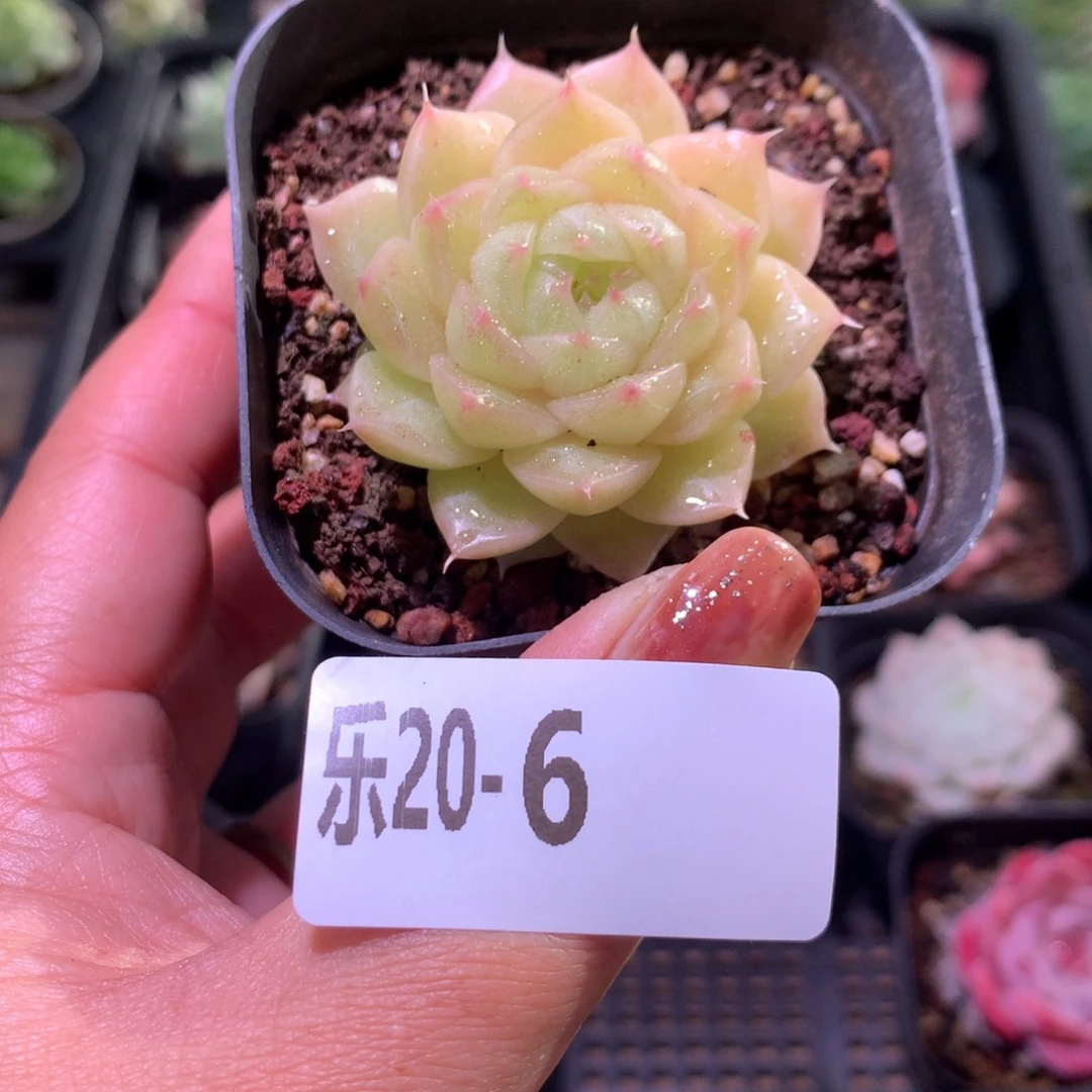 乐然20-6 麦秆单头