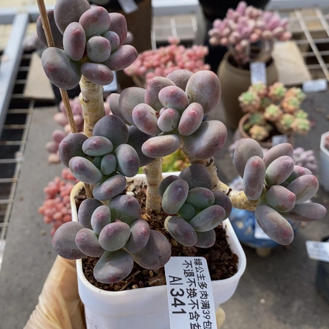 苹果奶酪341/10c m