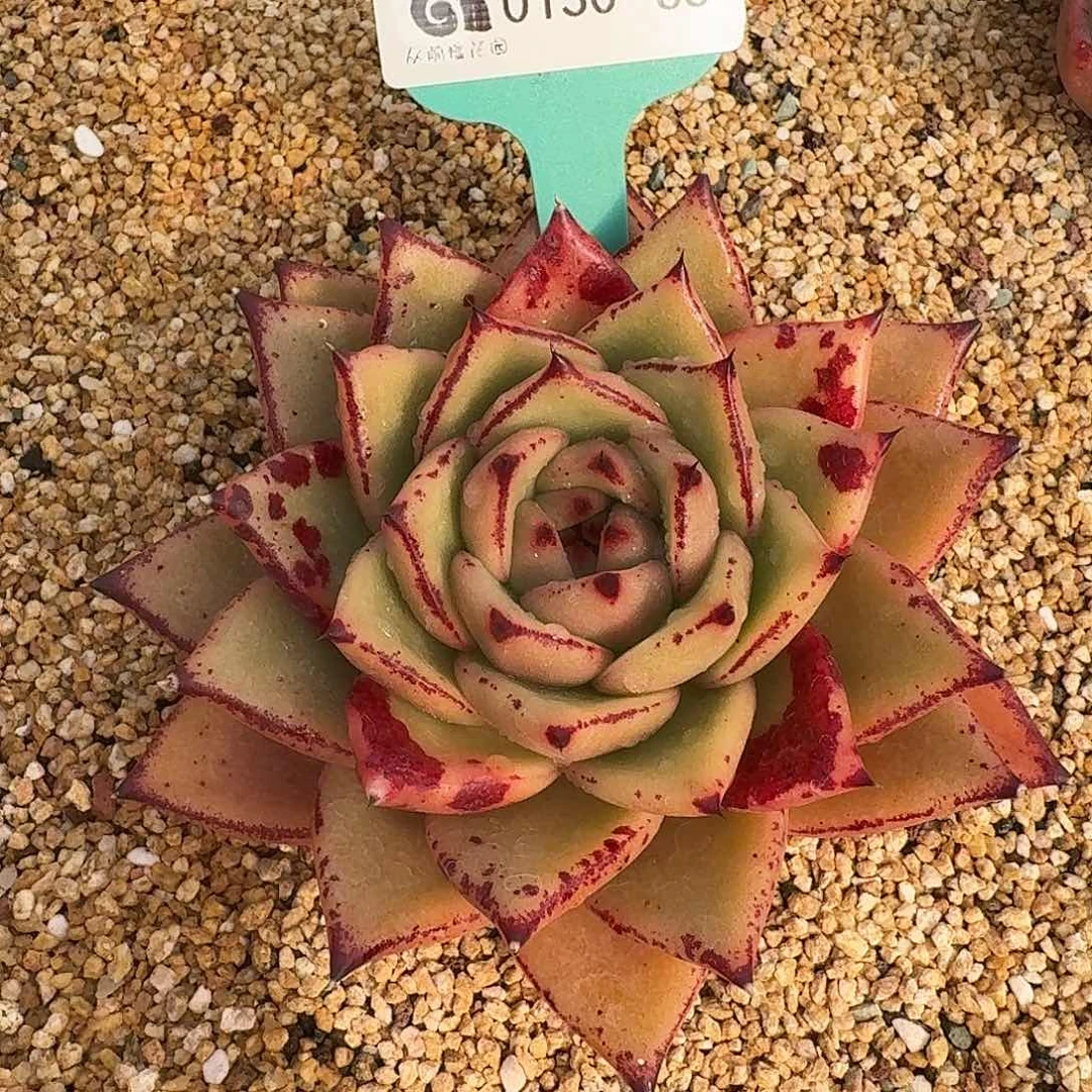 从前慢花园多肉0130-63