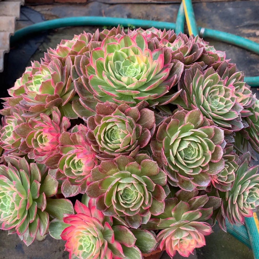 万花筒，多肉植物的