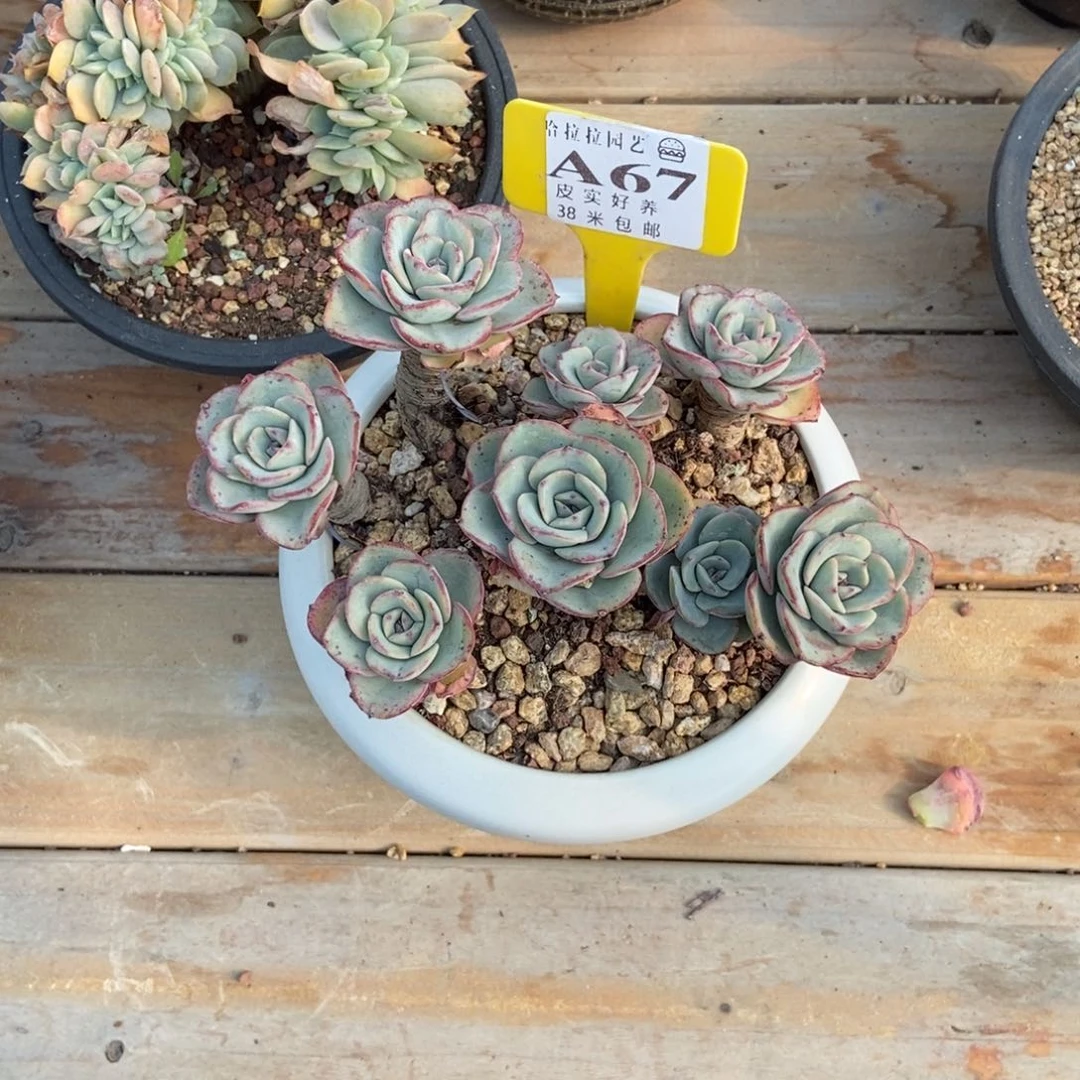 抱**❣多肉植物黄桃