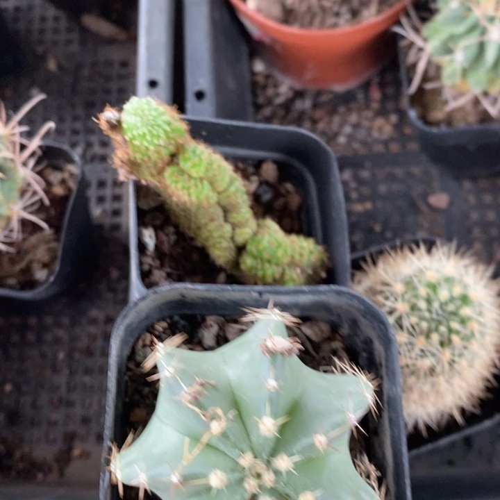 荷花缀微刺虾两颗