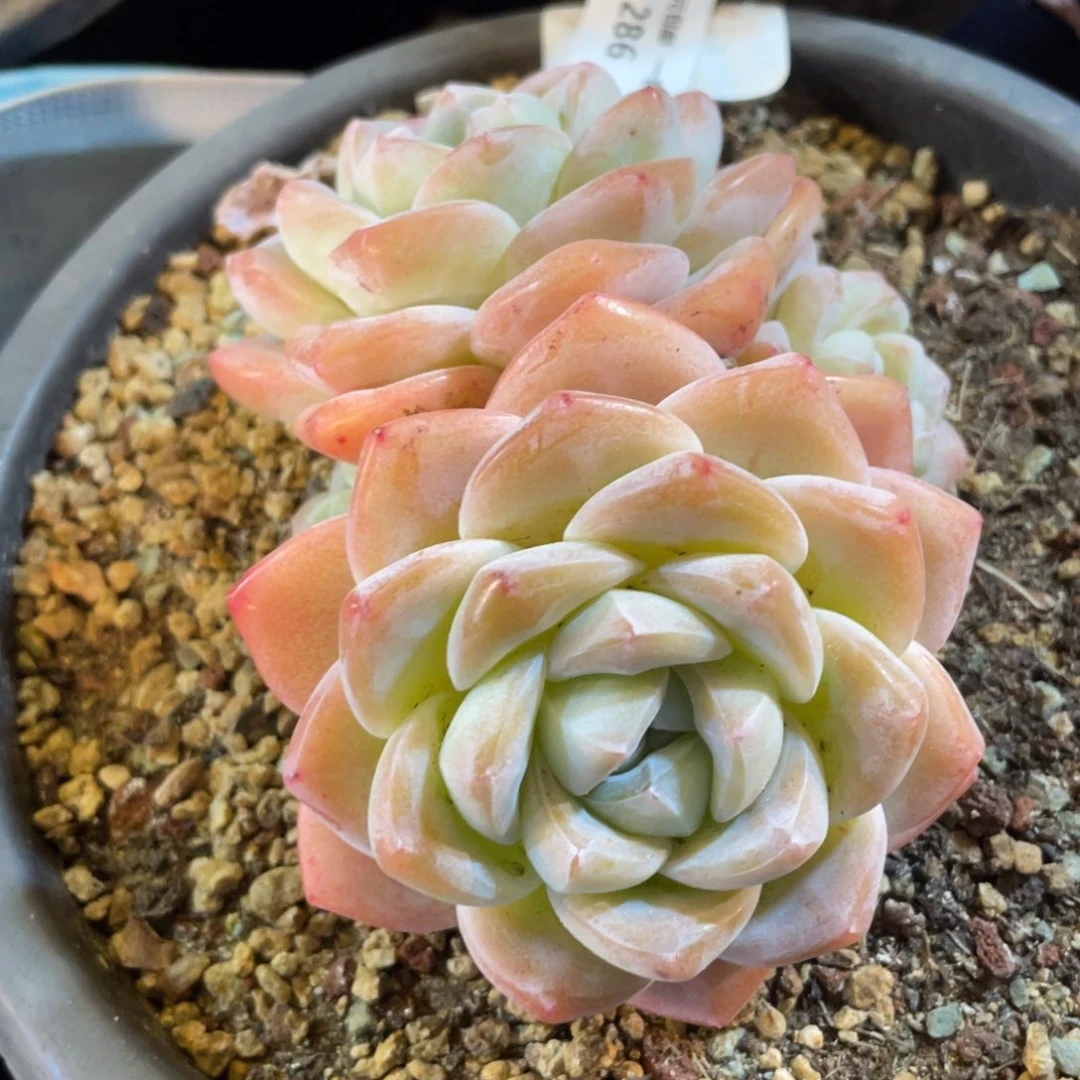 286冰玉群生多肉植物