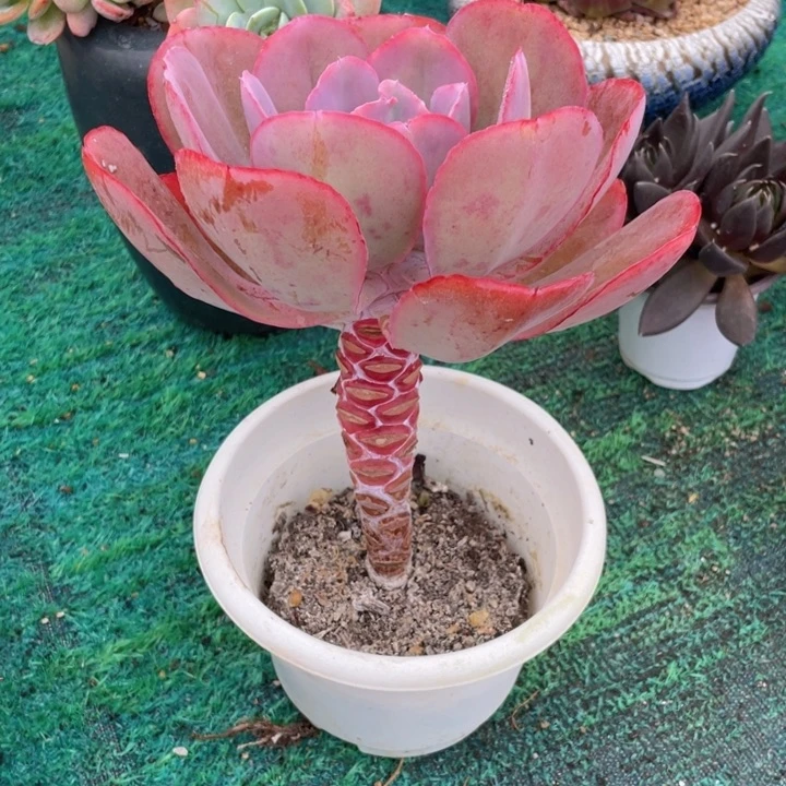 雨***！蓝玫瑰多肉一物一拍