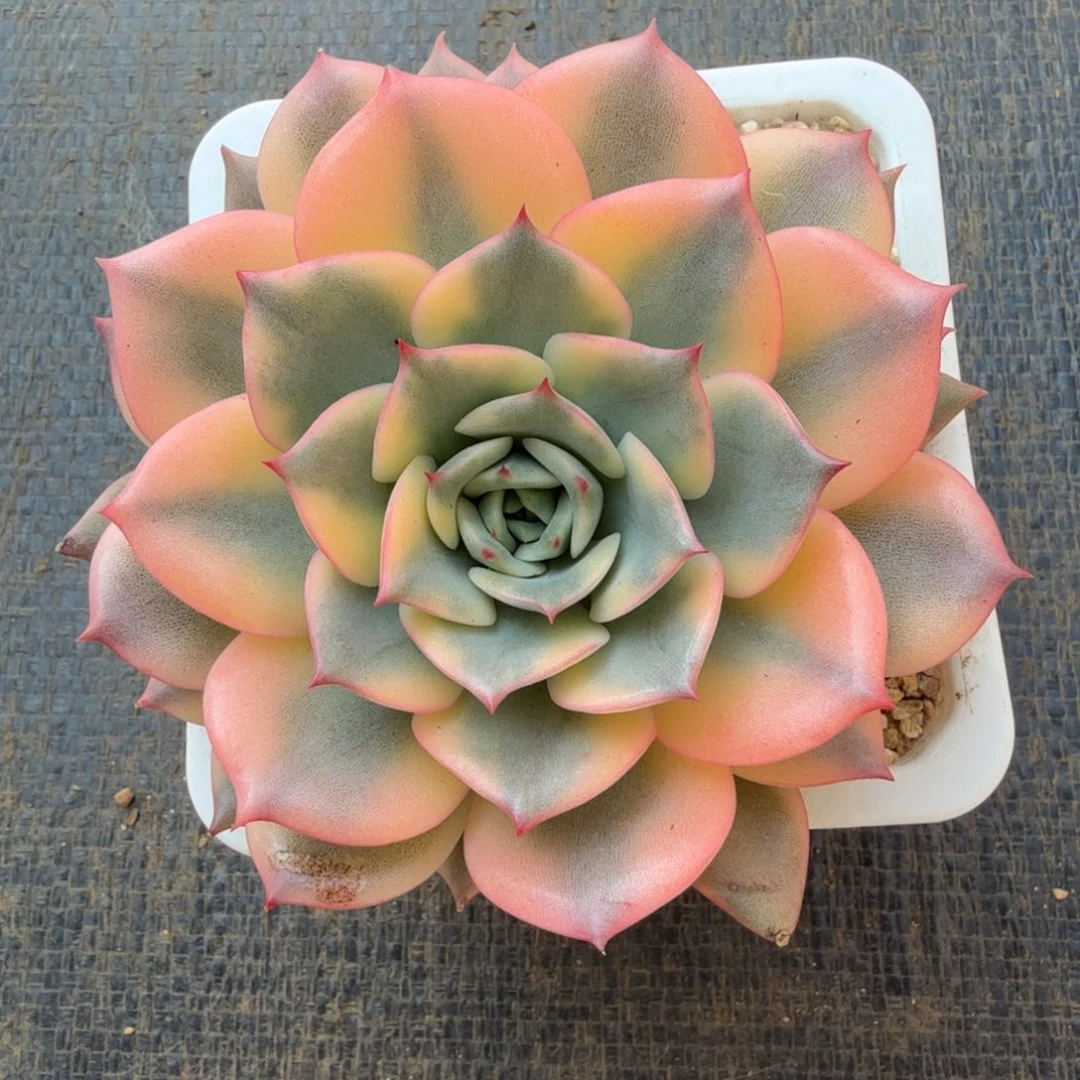 粉艾丽卡锦锦上园艺一物一拍