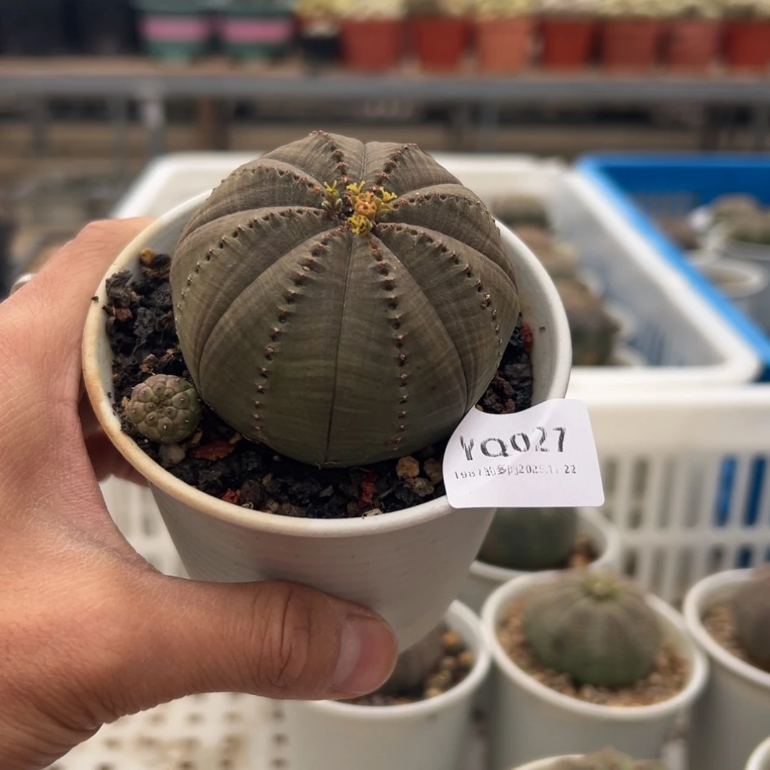 1987多肉植物YQ027