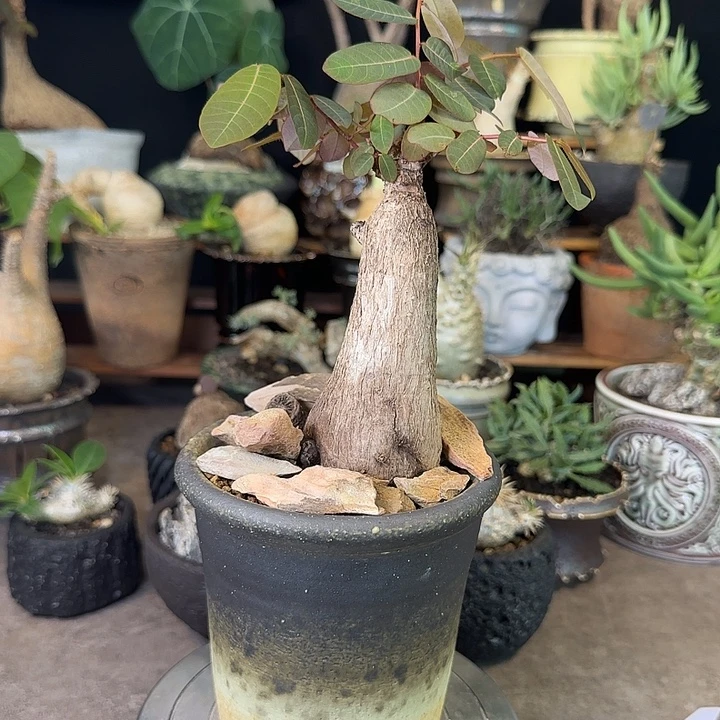 一物一拍老家奇艺油柑288