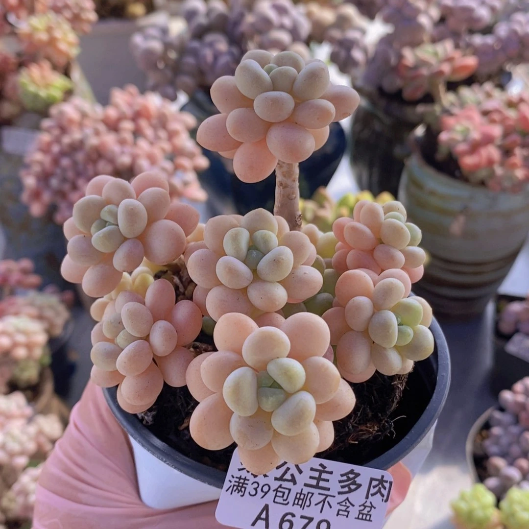 洛可可7cm679多肉植物
